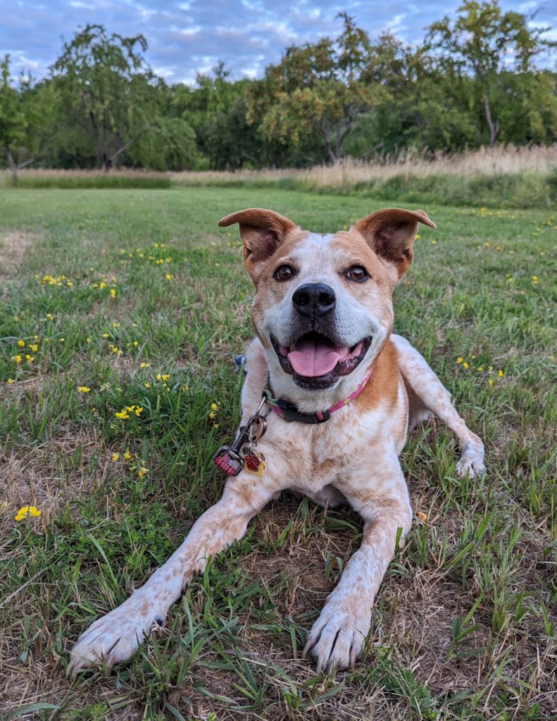 Tyler Sand's Dog, Sookie