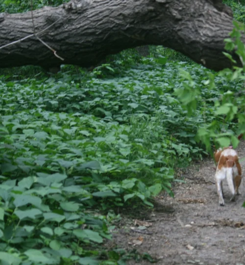 Priorities Trail at Orchard Glen Park with dog